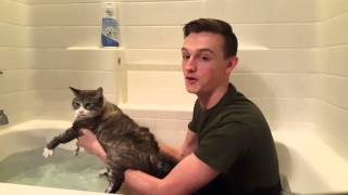 How to wash your cat