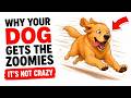 Why Your Dog Gets the Zoomies (The Science Behind the Chaos)