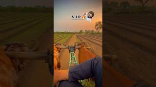 Vip Malik Log Rahte Hain Gaon Mein vip malik gaon shorts trending life love jindagi kisan