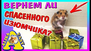 ВЕРНЕМ ЛИ ИЗЮМЧИКА? / ДР хомки КУКИ / Новогодние ПОДАРКИ для питомцев / TokyoTreat /Alisa Easy Pets