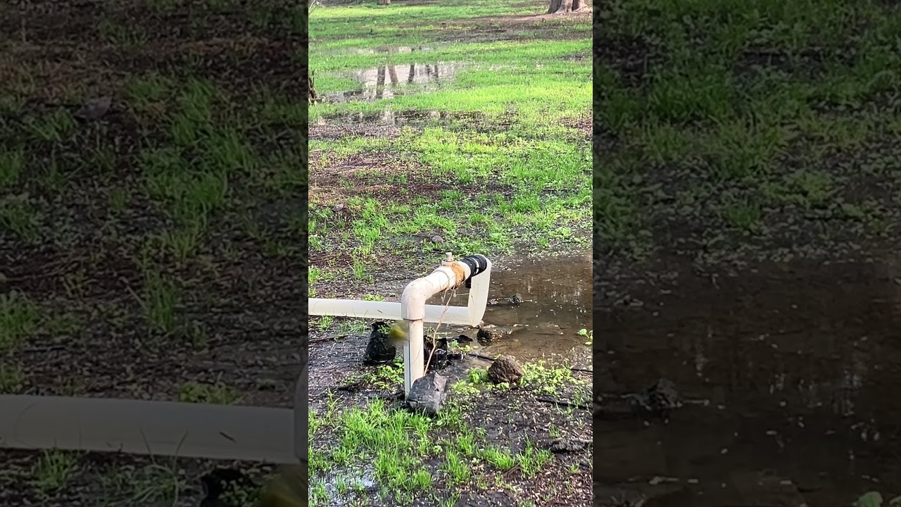 Day-14 birdbath nature love 