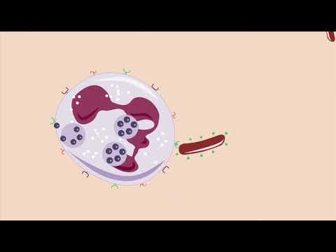 La réaction inflammatoire   Corpus   réseau Canopé