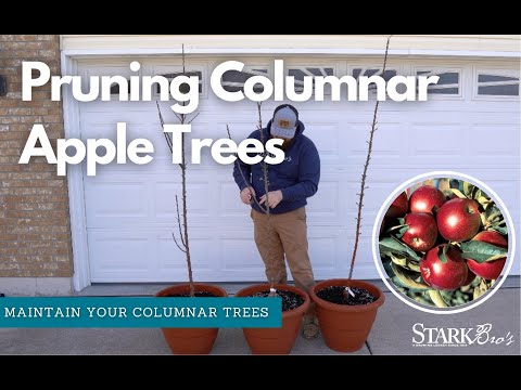 Video: Constelación columnar de Apple: descripción, características de la variedad, foto