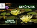 Todo sobre los Nenúfares Hardies y Tropicales