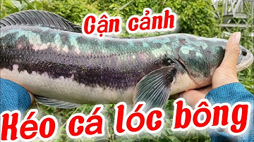 Câu cá lóc rừng U Minh Thượng ( cận cảnh kéo huro bông) tập 30