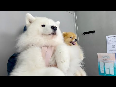 I took my dog to a photo booth for the first time and it was a CHAOS