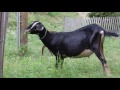 Four Hungry Goats Have Arrived At Brooklyn Bridge Park