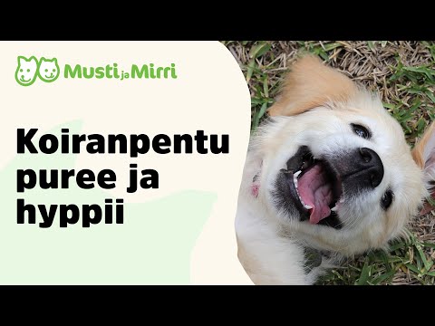 Video: Miksi koirani jättää ruokaa koko lattialle?