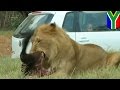 Turis Amerika diserang singa hingga tewas di taman safari Afrika Selatan TomoNews