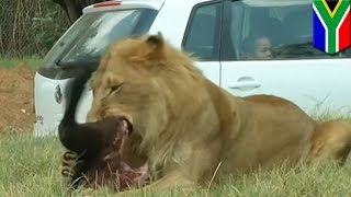 Turis Amerika diserang singa hingga tewas di taman safari Afrika Selatan - TomoNews