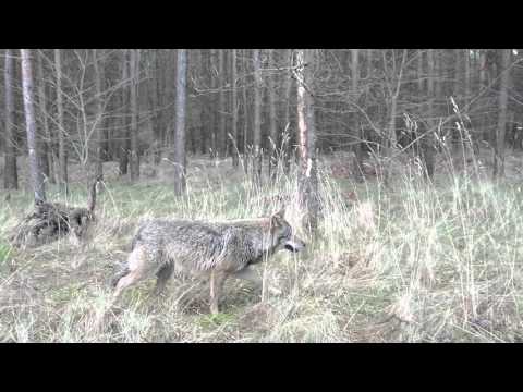 Video: Markas Vilkas. „Žmogus Be Veido“. I Dalis