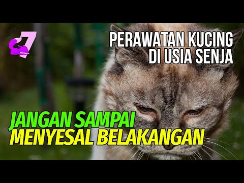 Video: Cara Membantu Penuaan Kucing Anda yang Lebih Tua Dengan Penuaan