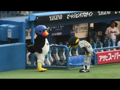 つば九郎、トラッキーと挨拶！ 2023/9/2