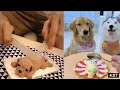 cute dog - Dog Reaction to Cutting Cake 🤣  - Funny Dog Cake Reaction Compilation ｜Aww Animals