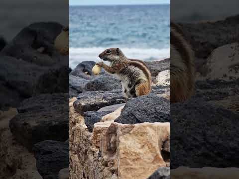 Erdhörnchen-Fütterung Fuerteventura Atlashörnchen