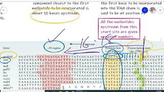 Famous Transcription; Lecture 2;  Promoters, consensus sequence, -35, -10 sequence Profile