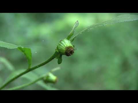 Vidéo: Carpesium Tombant