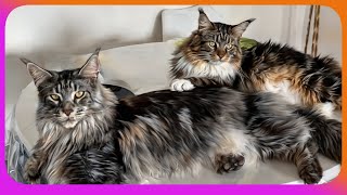 Typical Day with our 2 Maine Coons Sherkan & Shippie. Dive into their Feline Daily Life! V142