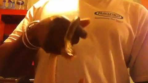 Platinum reticulated python 2011