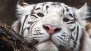 Warren Hill  Still Love