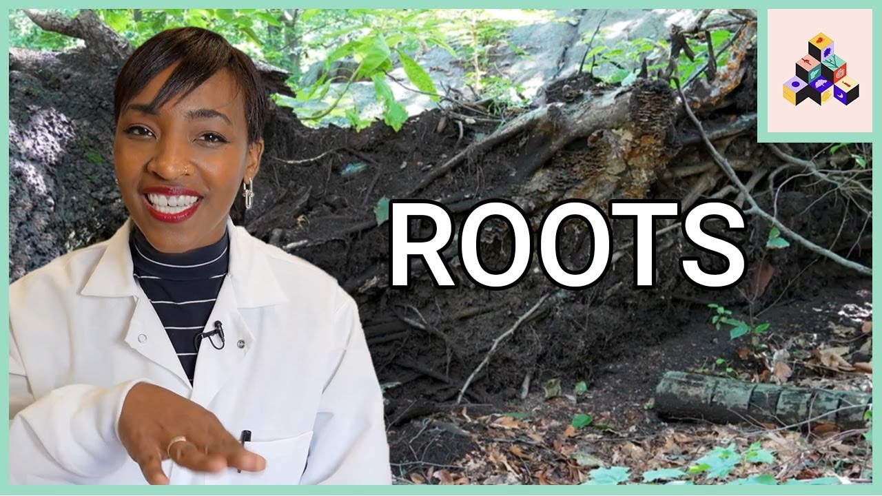 Root Anatomy | Build a Plant Ep. 1