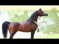 مروان الشقب أغلي حصان في العالم سعره يساوي 76 عربيه فيراري 