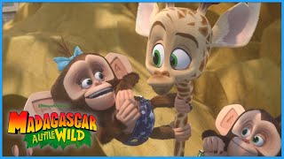 Alex Loves His Friends! ⭐️ | DreamWorks Madagascar