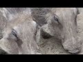 WARTHOGS want to enter home to ask for FOOD