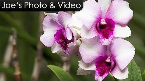 Focus Stacking In Photoshop Made Easy - Adobe Photoshop CC Tutorial