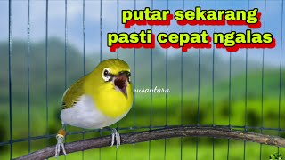 Suara Burung Pleci Bustomi gacor Ngalas #24: Bikin Ngalas Pleci Lain