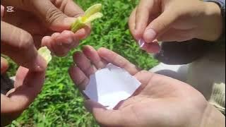 Persilangan Tanaman Pepaya Lokal dengan Tanaman Pepaya California