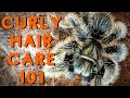 Curly Hair Tarantula Care | Good Tarantulas for Beginners? Tliltocatl albopilosus