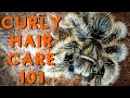 Curly Hair Tarantula Care Good Tarantulas For Beginners Tliltocatl Albopilosus