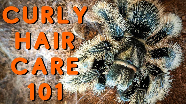 Curly Hair Tarantula Care | Good Tarantulas for Beginners? Tliltocatl albopilosus