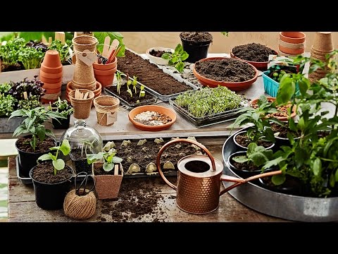 Video: Mis on Aasia jasmiin: õppige kasvatama Aasia jasmiinitaimi