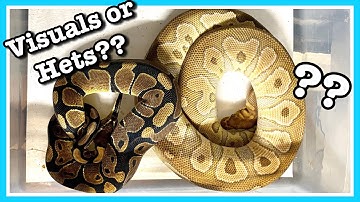 BALL PYTHONS: Should you buy Visuals or Hets?? Recessive Gene | Ball Python Breeding