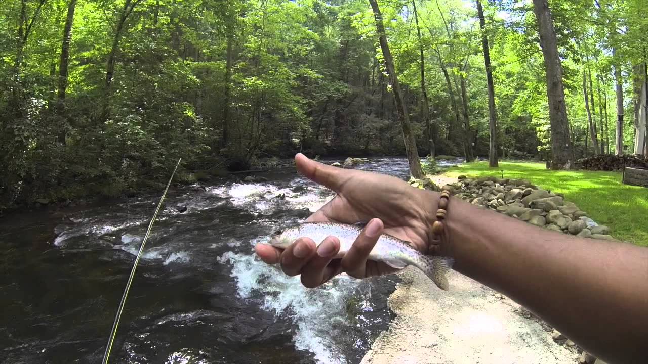 The Laborn Fishing Show Tellico River Trout YouTube