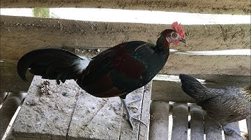 Gà Rừng Rặc Miền Bắc Đã Bắt Đầu Thay Lông Của Kênh Núi Rừng Tv