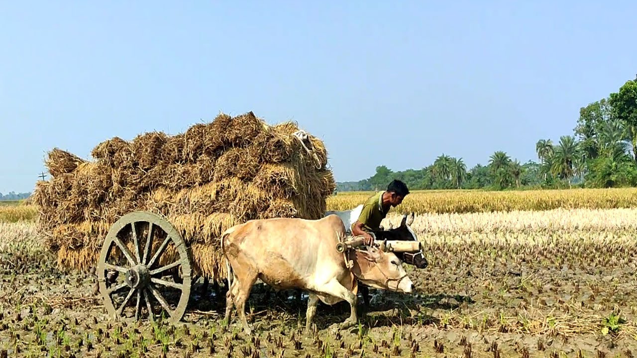 Bull cart heavy fully load stuck in mud || Bull cart race || Bull cart ride