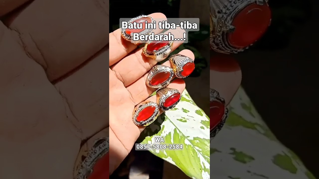 BATUBINI TIBA-TIBA BERDARAH....⁉️ 