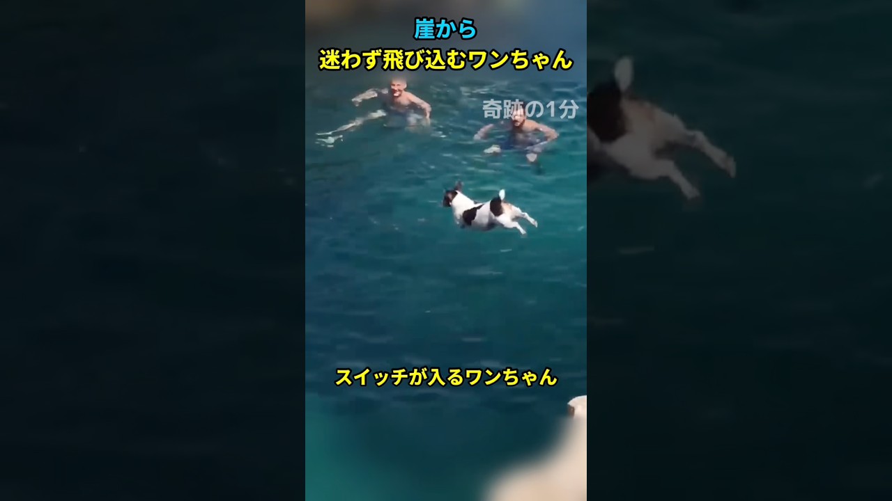 崖から迷わず飛び込むワンちゃん#犬 #犬動画 #犬のいる暮らし