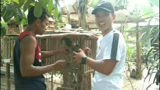 Pinaka mailap na manok ang bingay sa akin ni Boss Bong 04/29/22