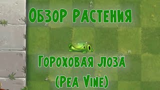 Обзор Гороховой лозы (Pea Vine), растение из Plants vs Zombies 2