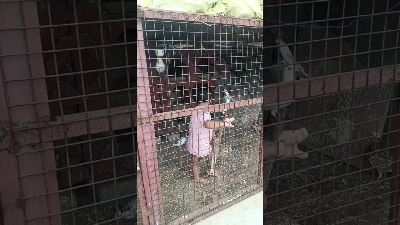 apna karobar kabutar