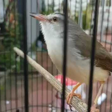 ada yang tau ini burung ciblek apa sikatan Londo ya 🤔