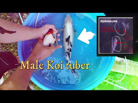 Koi Gender How To Identify Koi Fish Gender