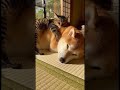 お、重いワン!散歩から家に帰っても猫をおんぶしながら昼寝する柴犬。