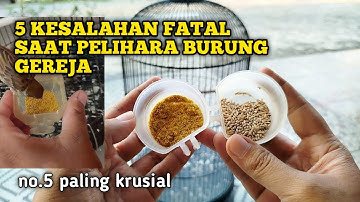 JANGAN MIMPI BURUNG GEREJA ANDA BISA GACOR kalau masih melakukan kesalahan ini‼️