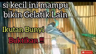Gelatik batu muda || si kecil ini mampu memancing emosi Gelatik Batu Lain ikut bunyi
