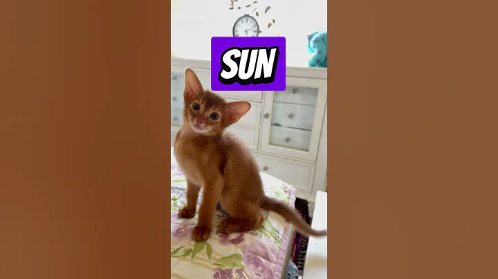 Watch the video about Beautiful as the Sun ☀️😻#shots #cat #abyssinian #animals #cute #catbreeds #purbreedabyssinian